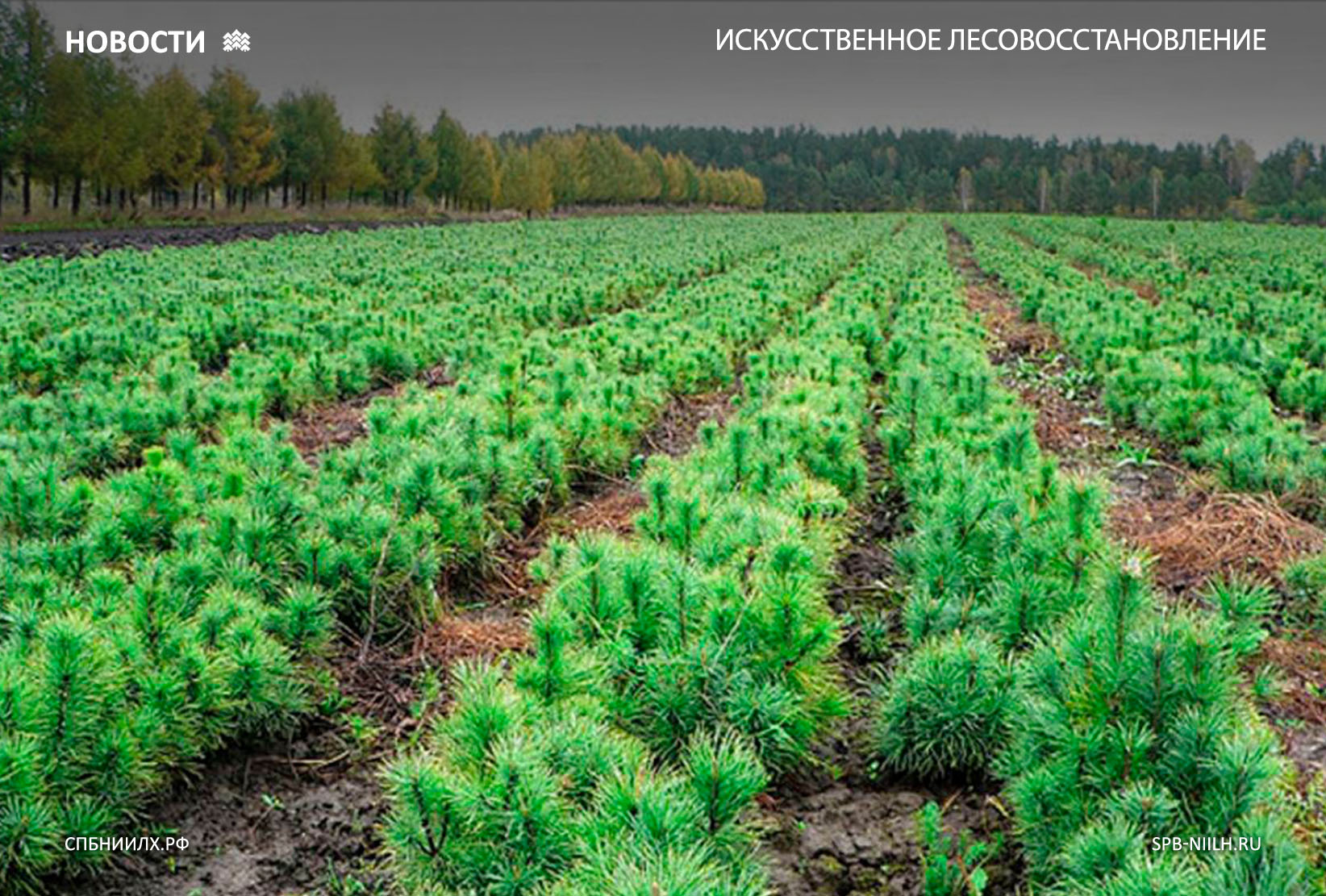 ДЛЯ ЛЕСНЫХ ПИТОМНИКОВ